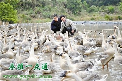 魚塘養鵝