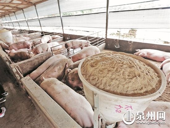 “干式無臭零排放健康養殖”利用木屑鋪地吸收豬的排泄物,既除臭又可節約大量水。