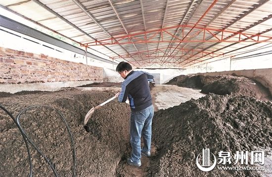 豬糞變廢為寶制成有機肥