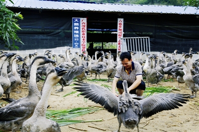 大化：生態養鵝“錢”景美好 