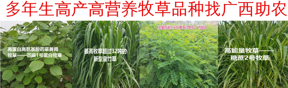 2024年多年生禾本科高產牧草品種推薦
