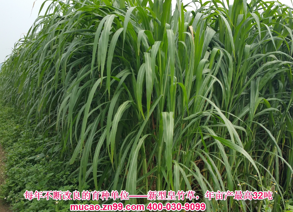 產量超高的牧草品種——新型皇竹草，熱研4號王草，產量超高的牧草品種，已經暫停推廣
