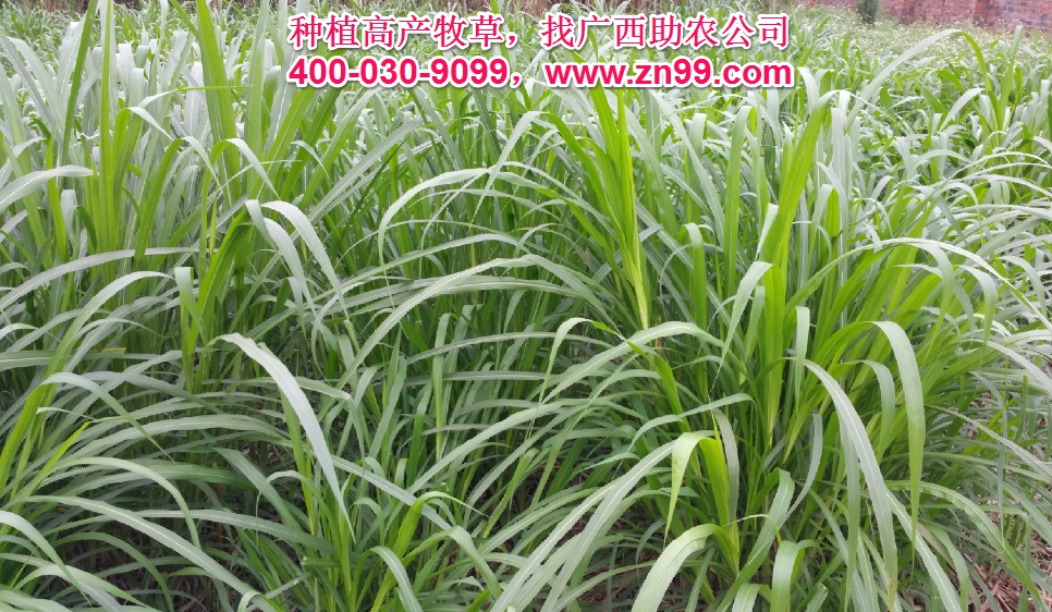 廣西助農2025年優質高產牧草品種報價一覽表，種植高產牧草，有效降低養殖成本，提高肉質提高效益！