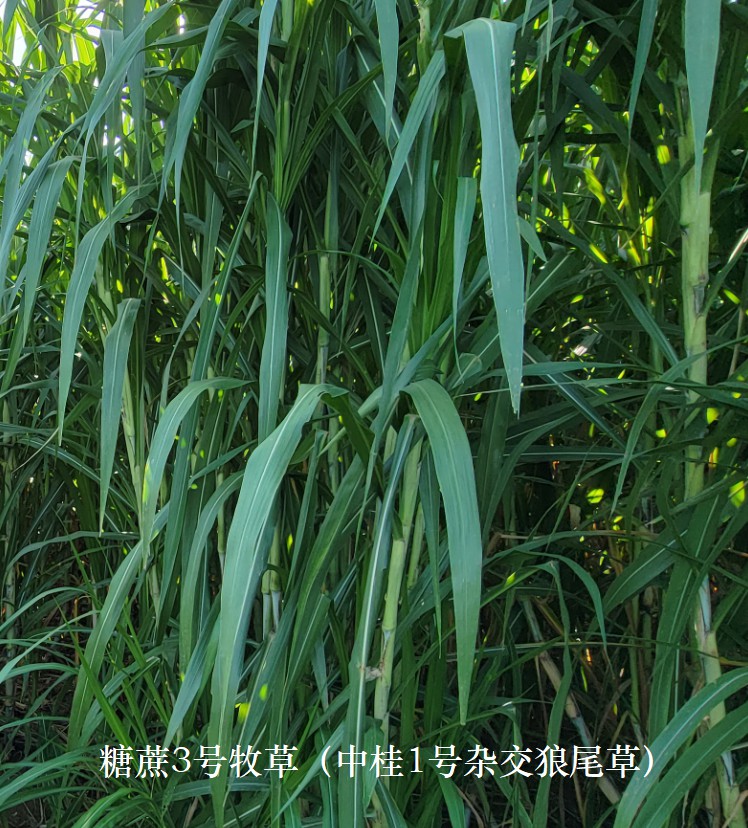 糖蔗3號牧草（中桂1號雜交狼尾草），禾本科多年生高產、高碳水化合物（高糖）新品種