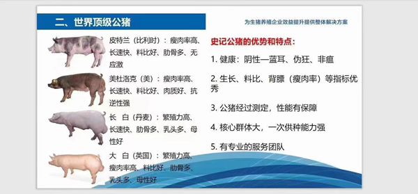 史記豬精，以“精”降本、以“種”增效--提高養(yǎng)殖者的經(jīng)濟效益！