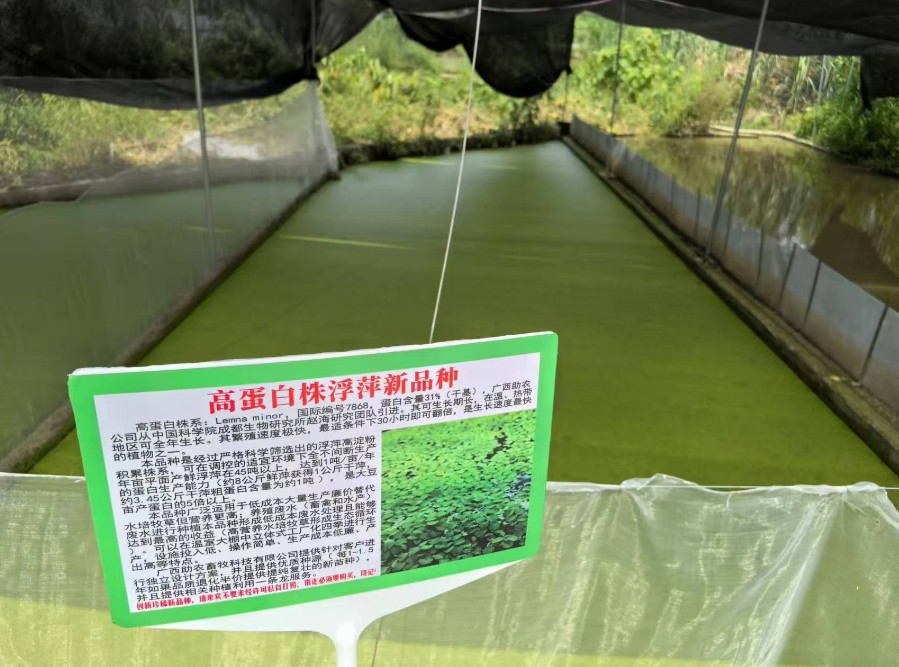飼料型浮萍新品種：高蛋白株系：Lemna minor，國際編號7868，粗蛋白含量最高31%