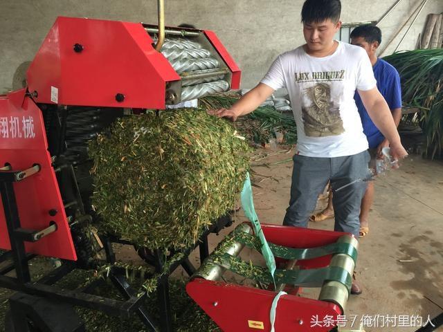 肉牛飼養青貯牧草技術——拉伸膜青貯
