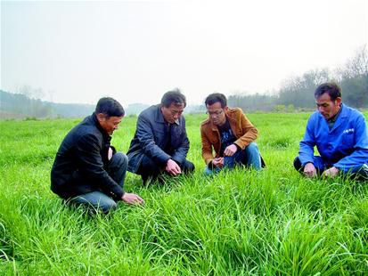 種牧草只為發羊財，高