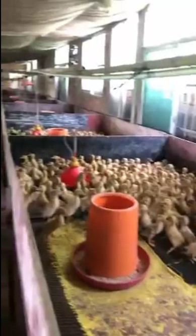 豬場的保育欄變成了養鴨育雛欄.jpg