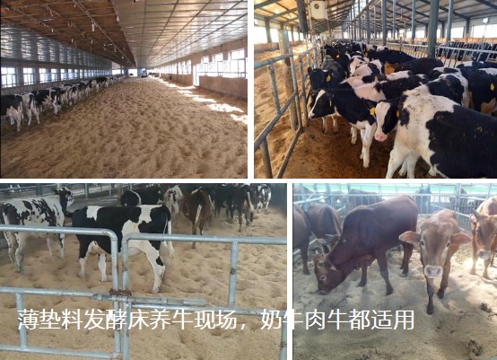 薄墊料發酵床養牛現場，奶牛肉牛都適用.jpg