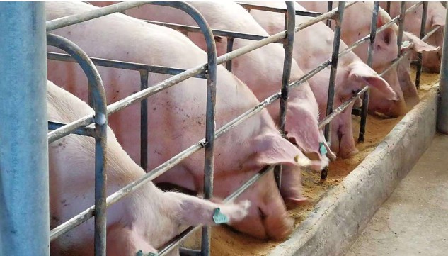 發(fā)酵飼料飼喂母豬現(xiàn)場(chǎng).jpg