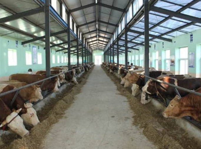 青貯蘋果渣養牛現場.jpg
