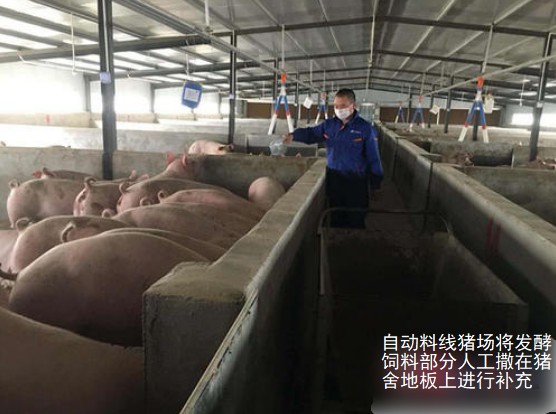 自動料線豬場將發(fā)酵飼料部分人工撒在豬舍地板是哪個補充即可，每天2次.jpg