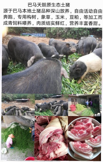 原生態巴馬香豬土豬.jpg