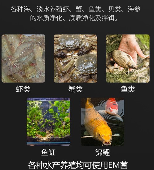 各種水產養殖均可使用EM菌.jpg