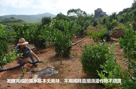 發酵完成的糞水基本無臭味，不用稀釋直接澆灌作物不燒苗2.jpg