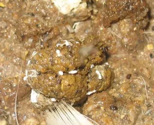 雞過料引起的糞便.jpg