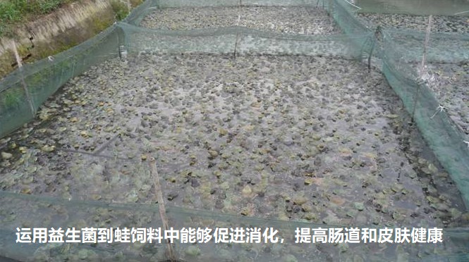 運用益生菌到蛙飼料中能夠促進消化，提高腸道和皮膚健康.jpg