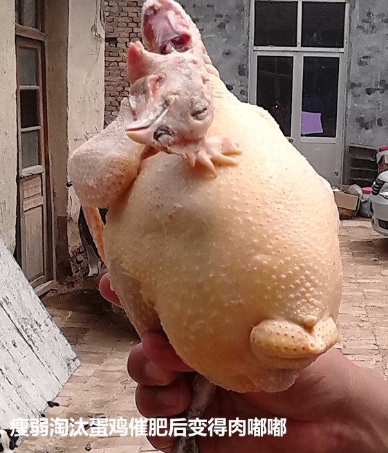 瘦弱淘汰蛋雞催肥后變得肉嘟嘟.jpg