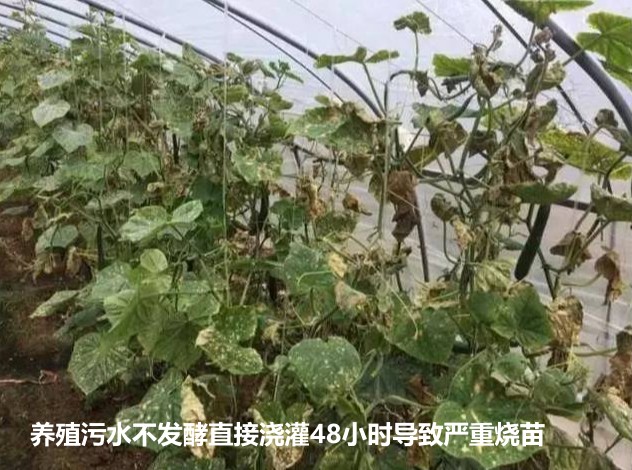 養(yǎng)殖污水不發(fā)酵直接澆灌48小時導致嚴重燒苗.jpg