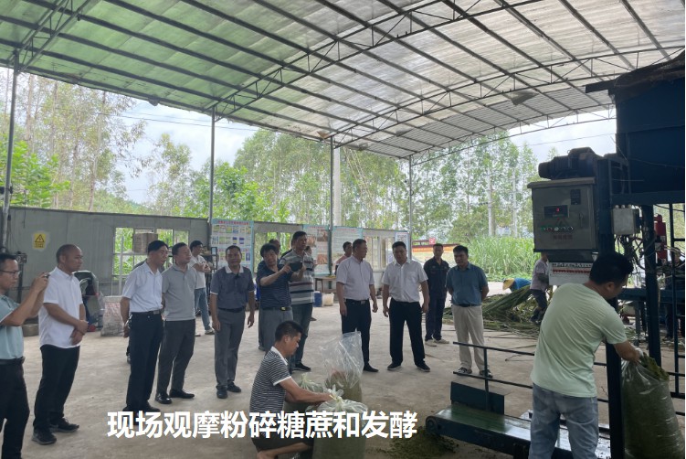現場觀摩粉碎糖蔗和發酵.jpg