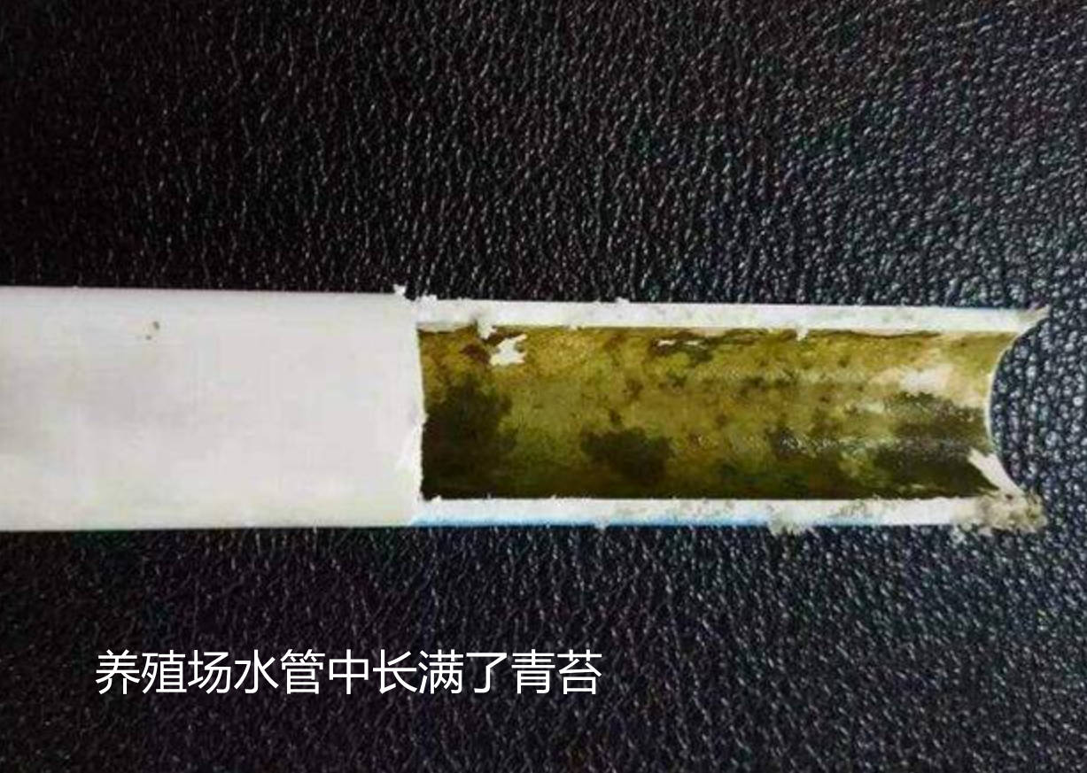 養殖場水管中長滿了青苔.jpg