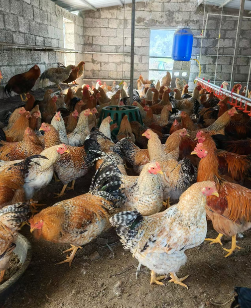 廣西家禽業協會韋鳳英會長在廣西助農公司生態循環養殖基地發酵飼料生產區調研3.png