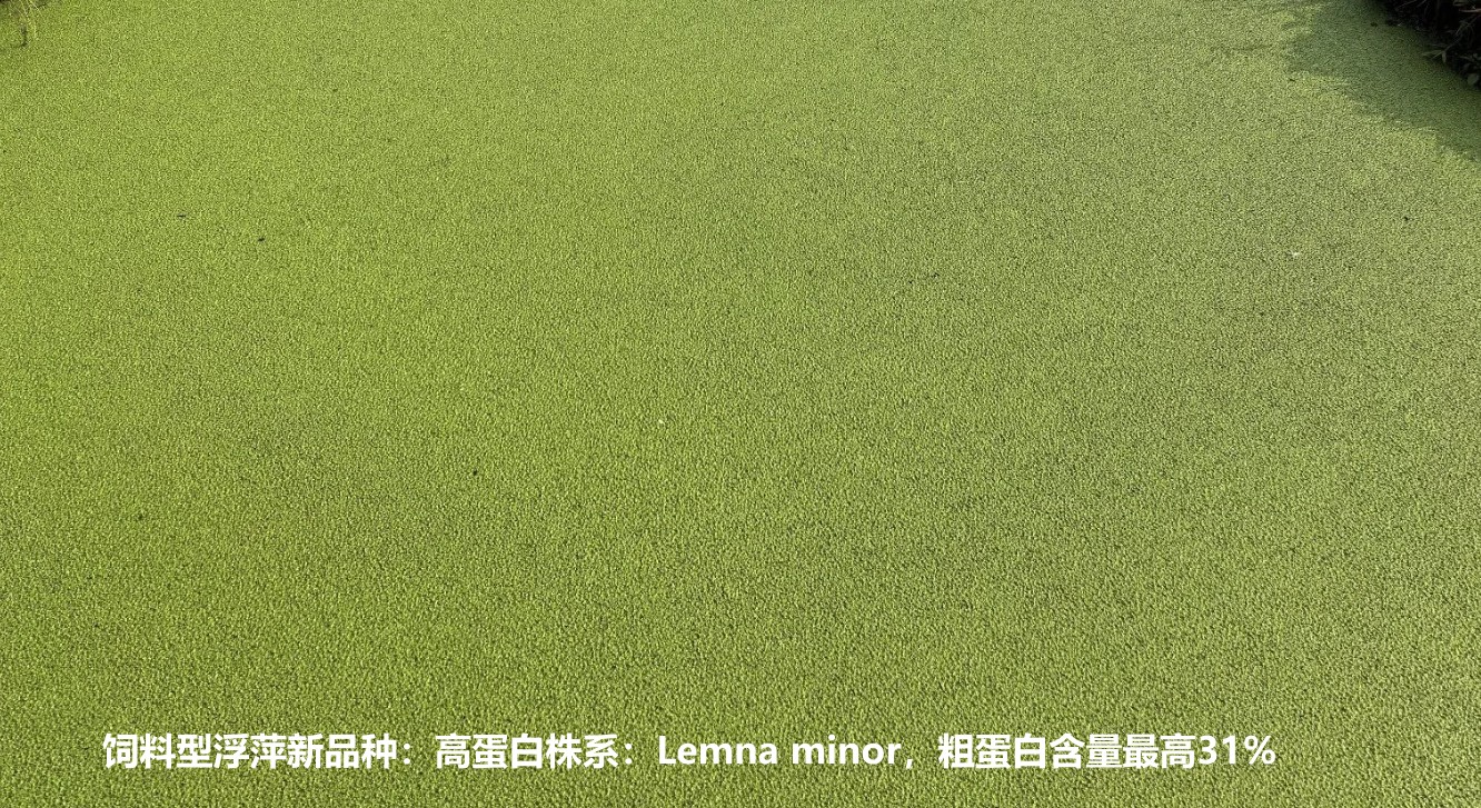 飼料型浮萍新品種：高蛋白株系：Lemna minor，國際編號7868，粗蛋白含量最高31%.jpg