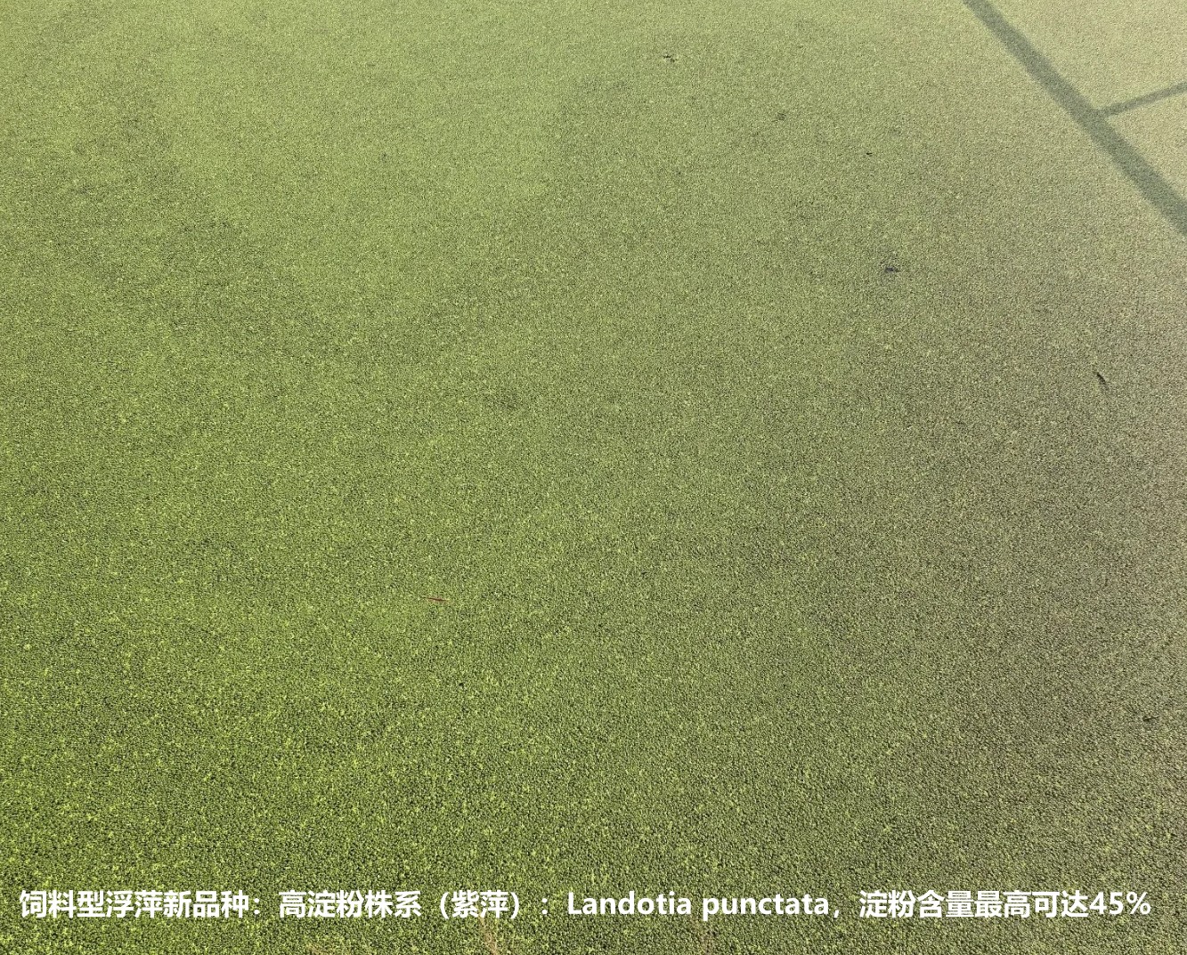 飼料型浮萍新品種：高淀粉株系（紫萍）：Landotia punctata，國際編號0001，淀粉含量最高可達45%.jpg