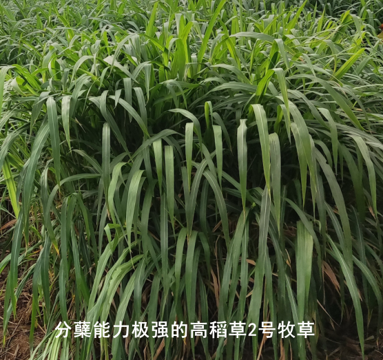 高稻2號.png