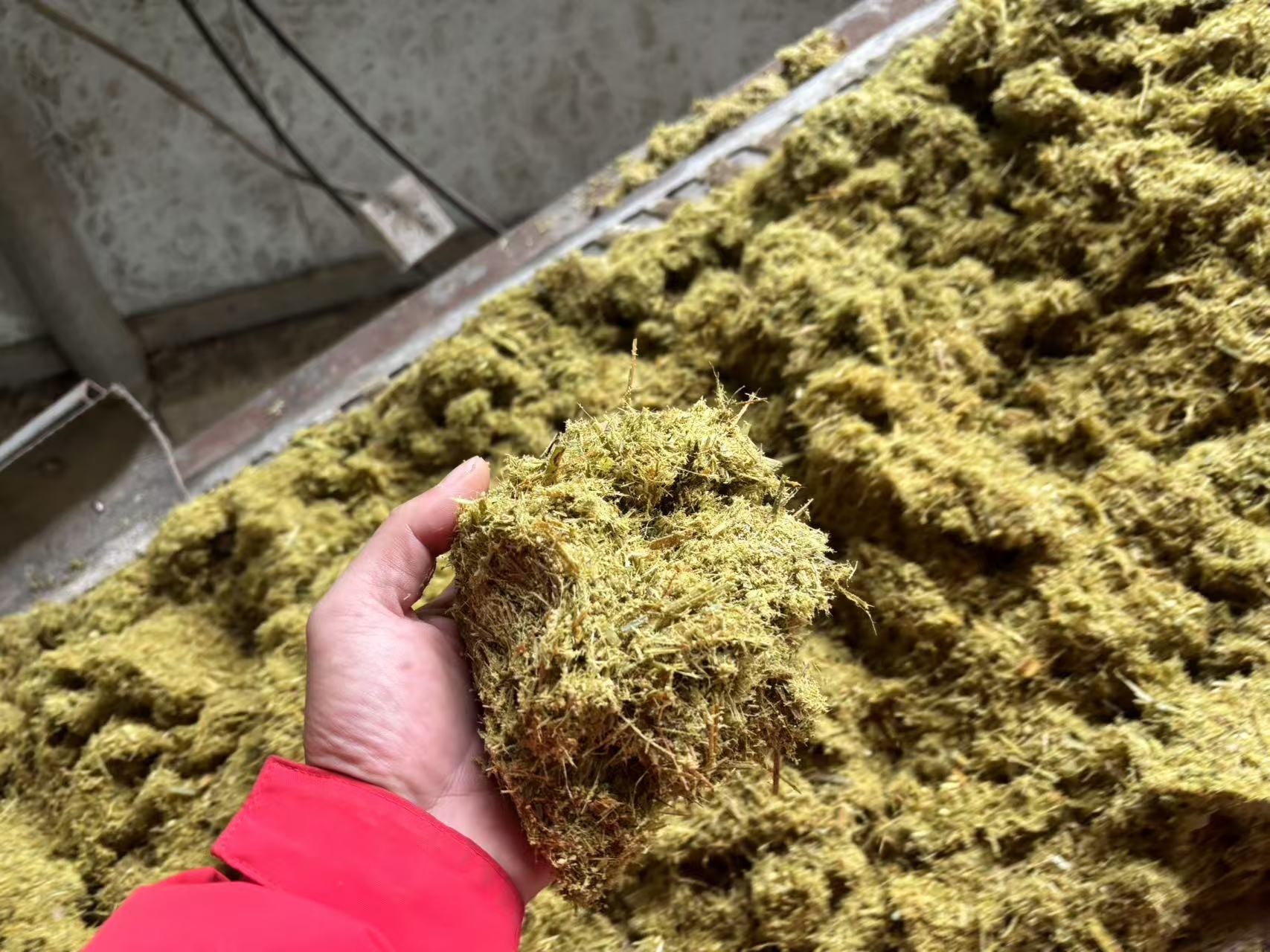 發酵牧草2.jpg