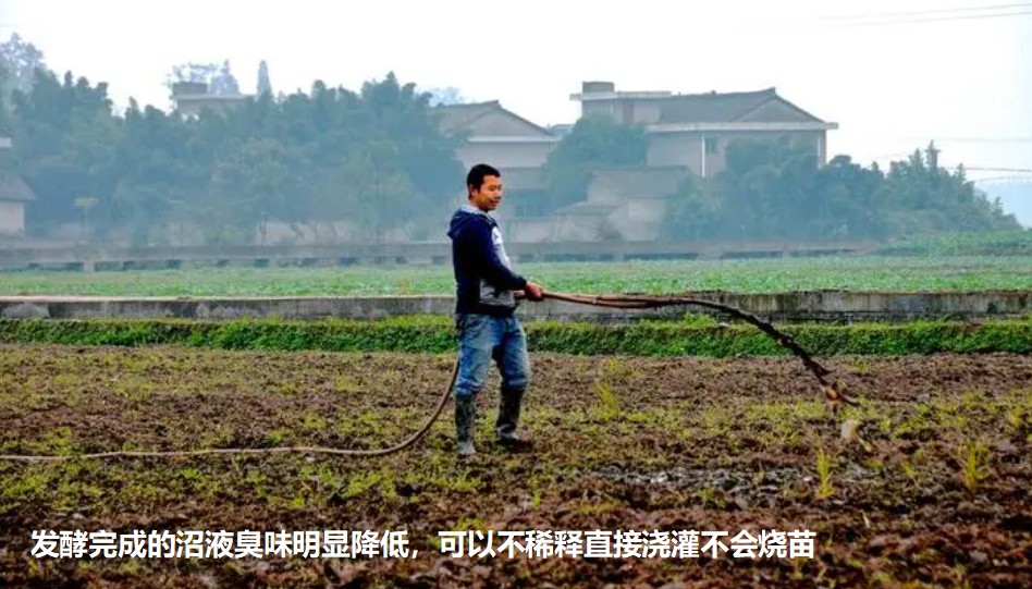 發酵完成的沼液臭味明顯降低，可以不稀釋直接澆灌不會燒苗.jpg