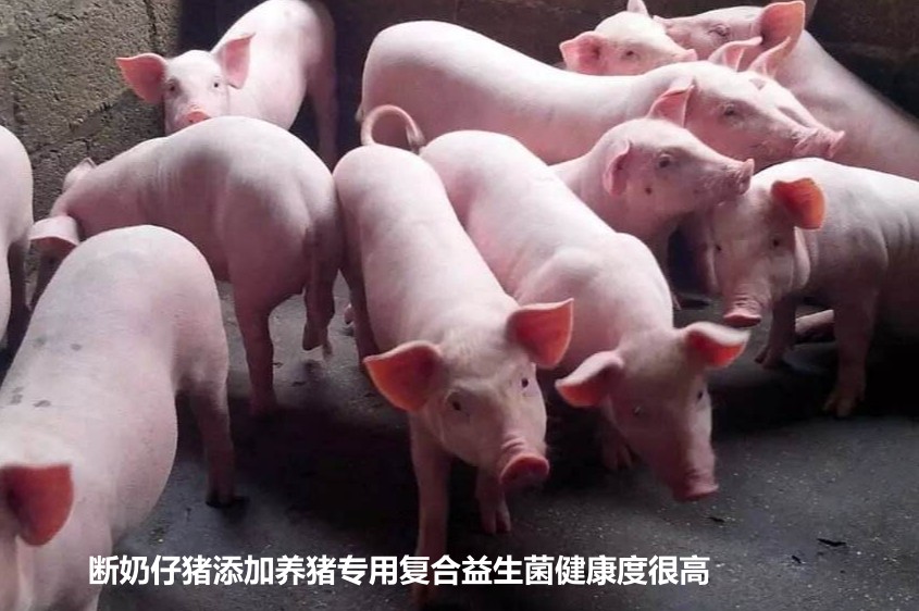 斷奶仔豬添加養豬專用復合益生菌健康度很高.jpg