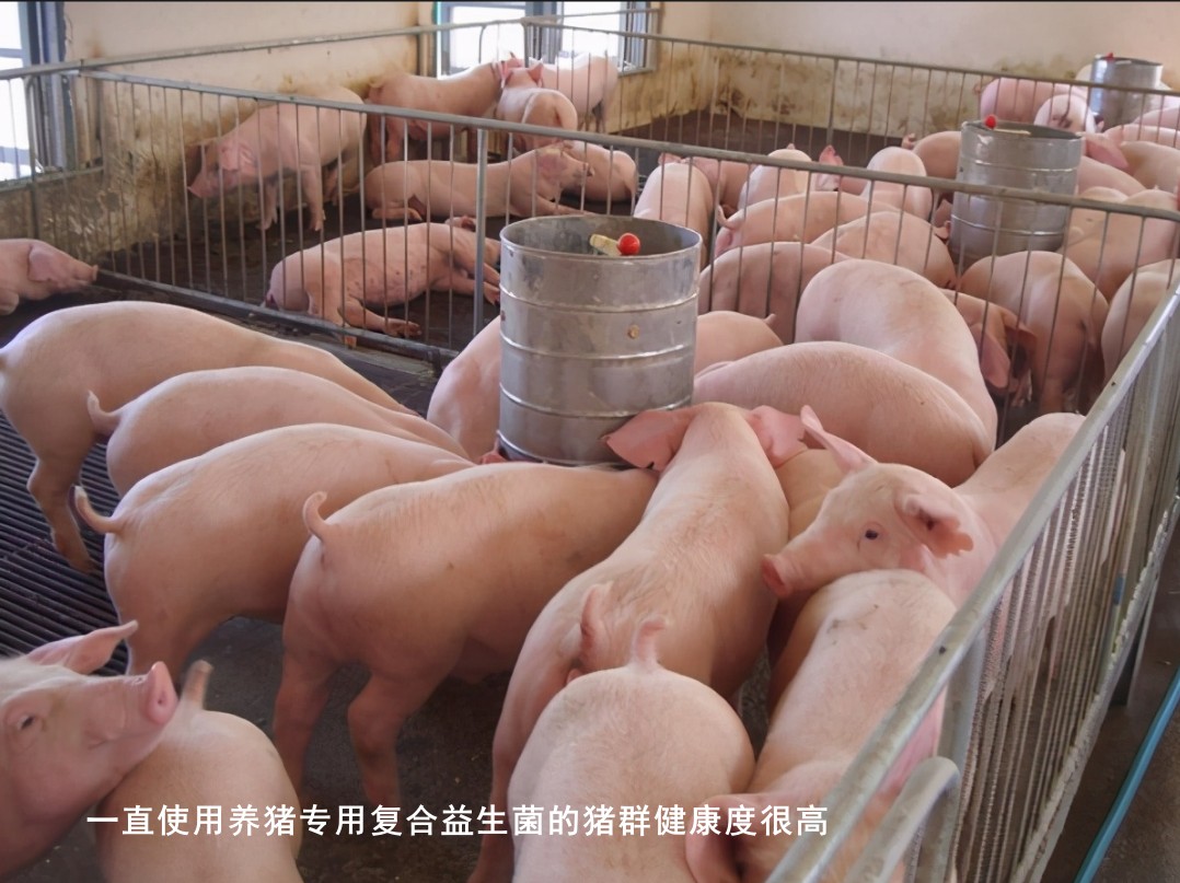 一直使用養豬專用復合益生菌的豬群健康度很高.jpg