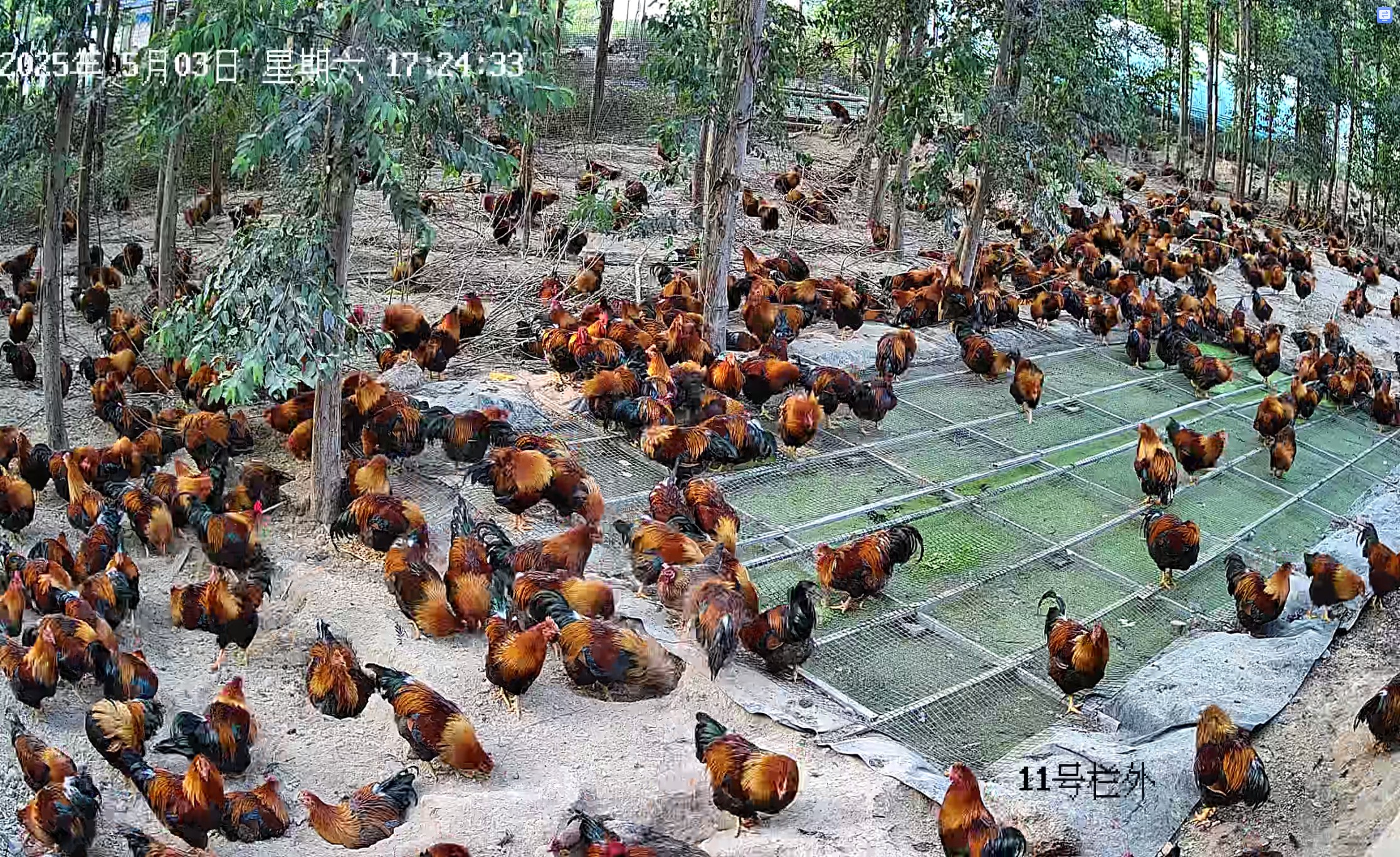 養(yǎng)雞運動場生產浮萍2.jpg