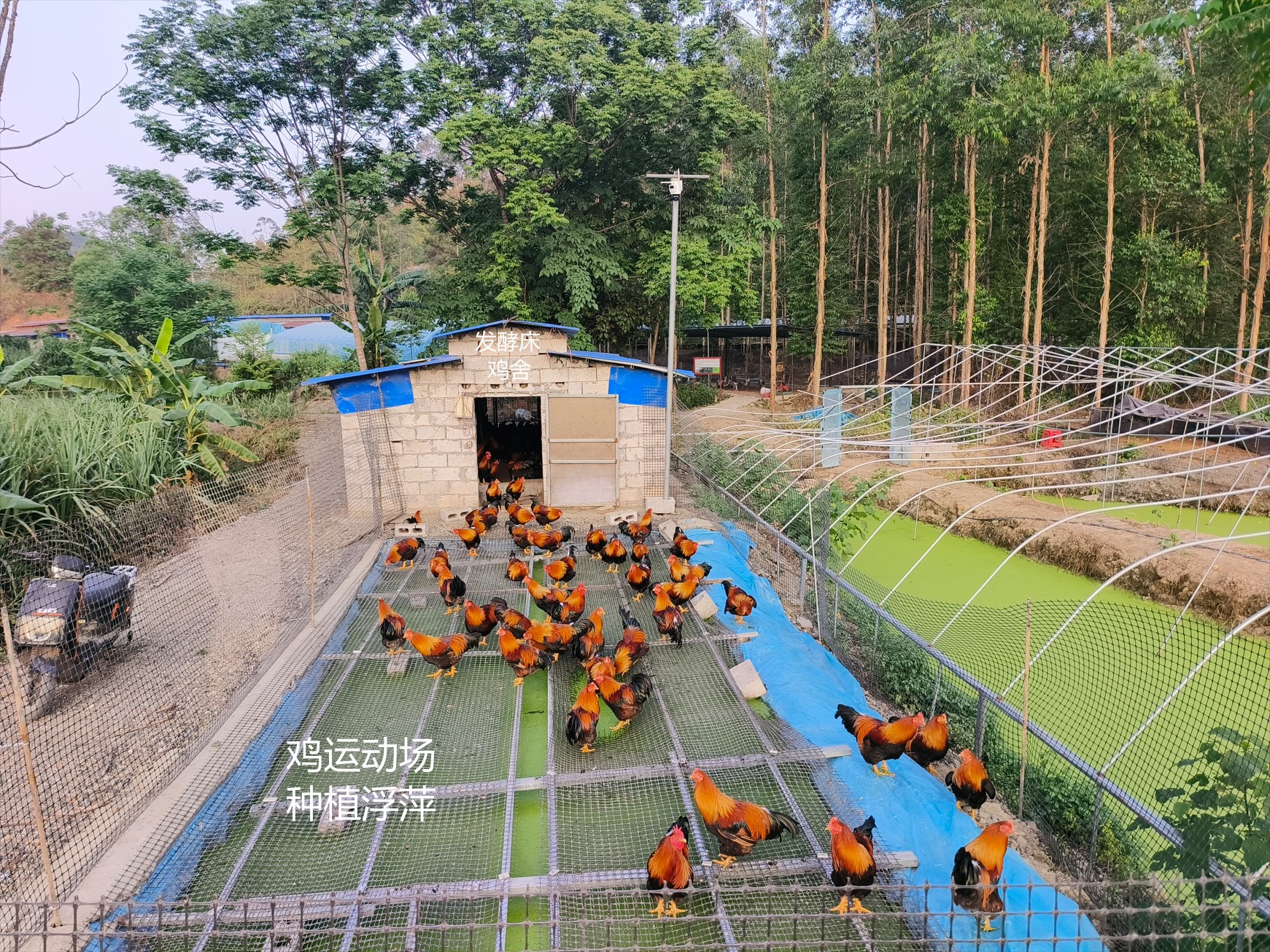 一種在雞運動場耦合浮萍培養(yǎng)與節(jié)糧型低成本養(yǎng)殖的生態(tài)循環(huán)方法12.jpg