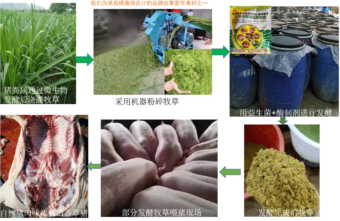 我們為某規模豬場設計的品牌故事宣傳素材之一.jpg