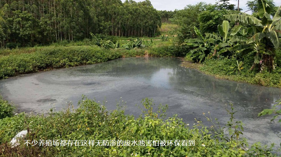 不少養(yǎng)殖場都存在這樣無防滲的廢水池害怕被環(huán)?？吹?jpg