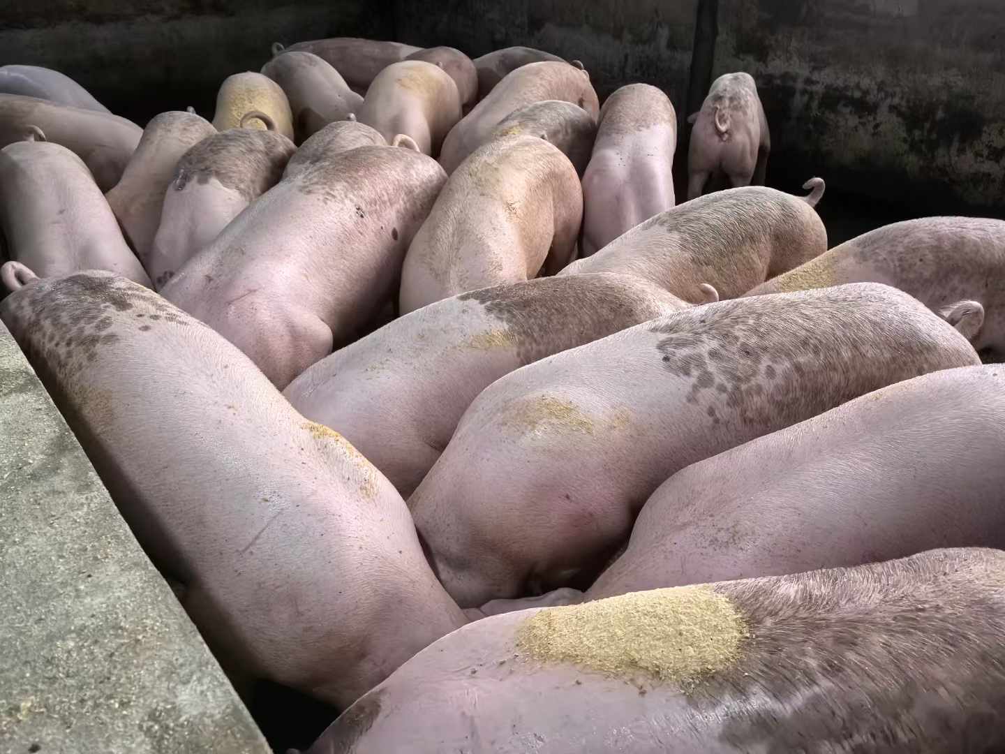 發酵飼料喂豬1.jpg